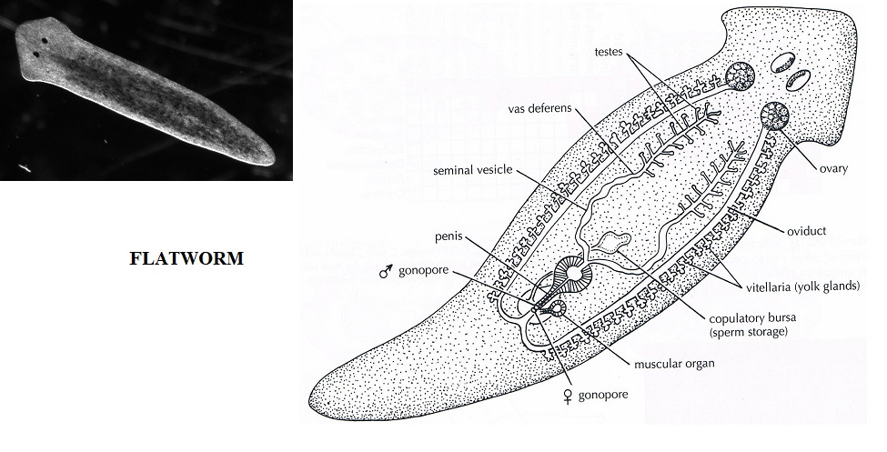 micro fauna.. in pozza di marea